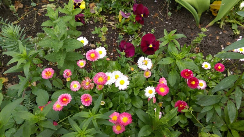 Fresh Spring flowers in garden. Fresh Spring flowers in garden