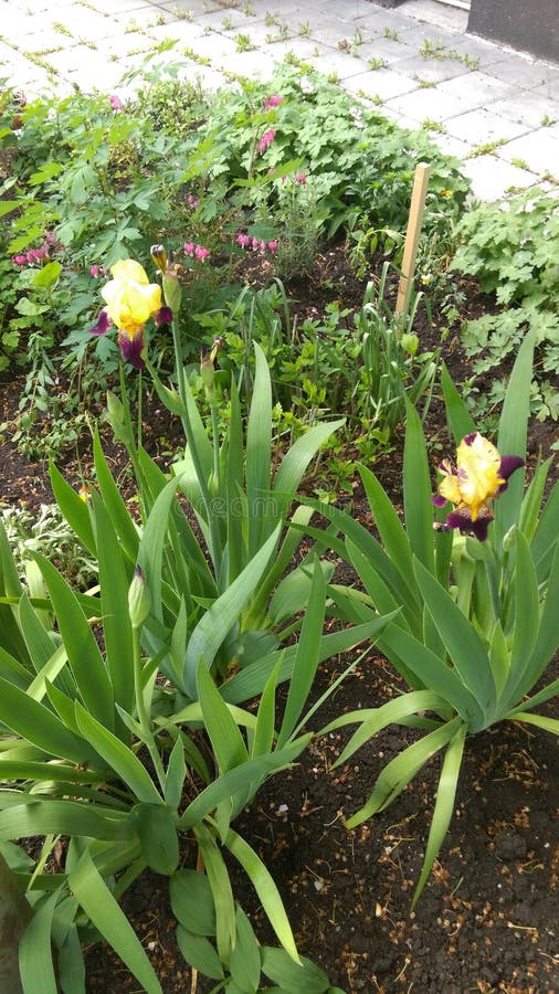 Fresh Spring flowers in garden. Fresh Spring flowers in garden