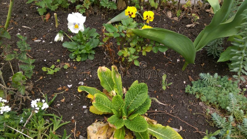 Fresh Spring flowers in garden. Fresh Spring flowers in garden