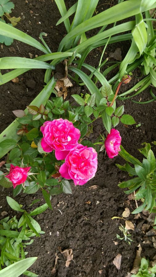 Fresh Spring flowers in garden. Fresh Spring flowers in garden