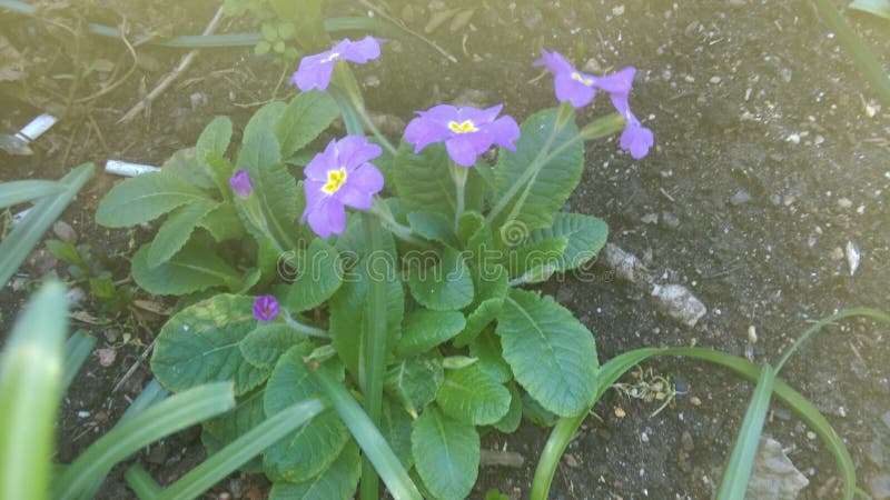 Fresh Spring flowers in garden. Fresh Spring flowers in garden