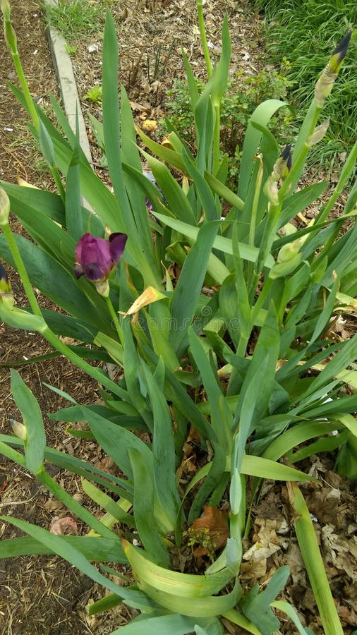 Fresh Spring flowers in garden. Fresh Spring flowers in garden