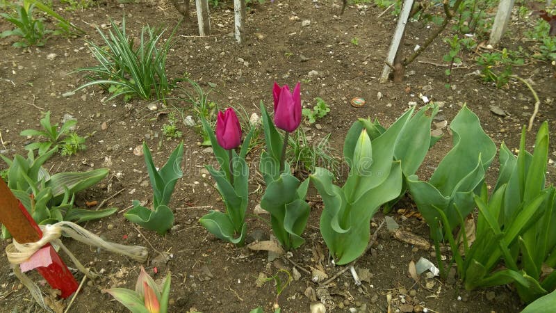 Fresh Spring flowers in garden. Fresh Spring flowers in garden