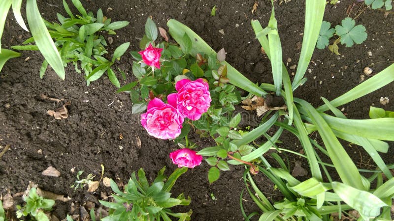 Fresh Spring flowers in garden. Fresh Spring flowers in garden