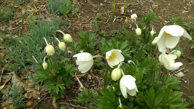 Fresh Spring flowers in garden. Fresh Spring flowers in garden