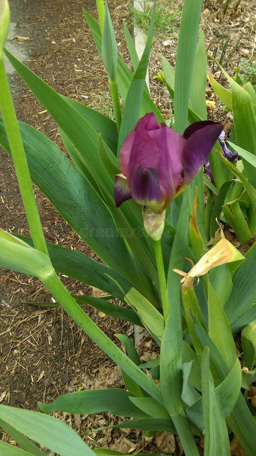 Fresh Spring flowers in garden. Fresh Spring flowers in garden