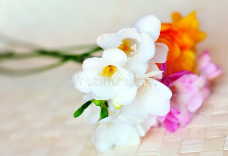 Fresh spring freesias in soft focus