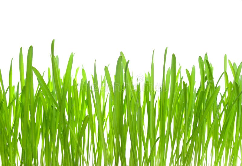 Fresh spring grass stock photo