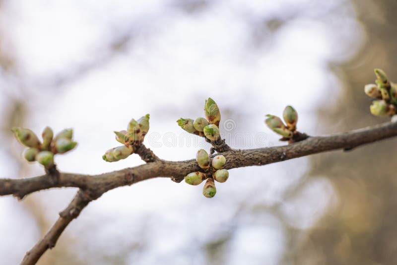 Fresh spring green buds on tree branches