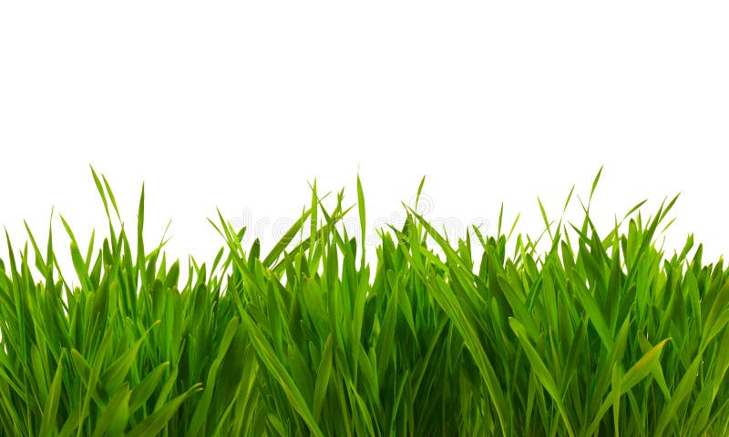 Fresh spring green grass isolated on white stock photos