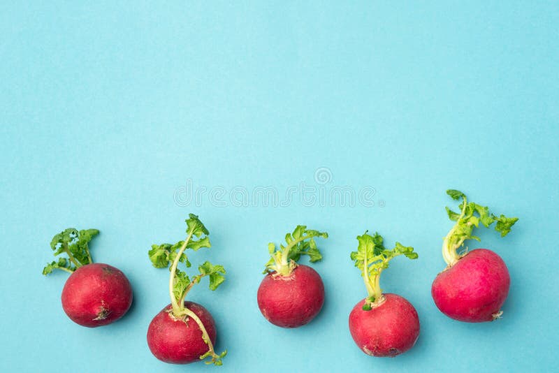Fresh spring radish royalty free stock image Fresh spring radish royalty free stock image