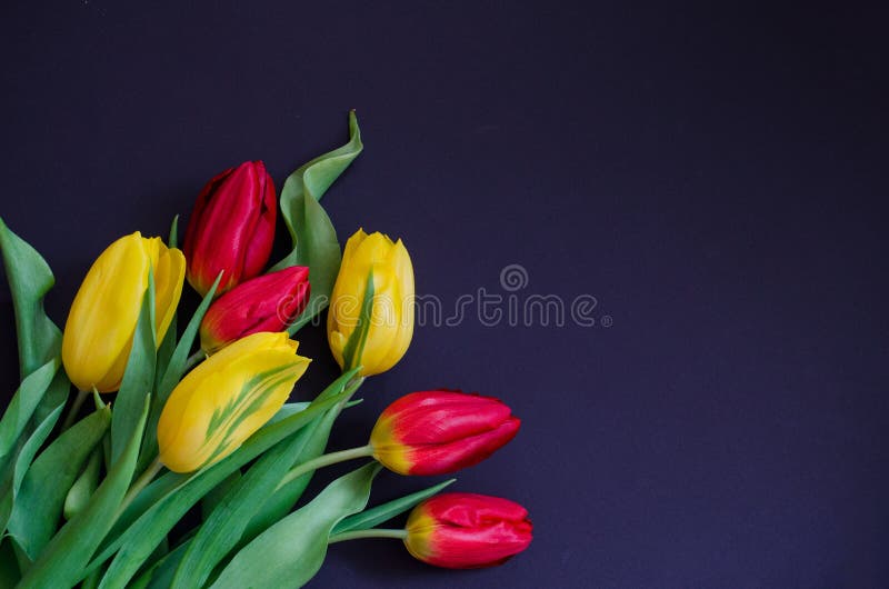 Fresh Spring Red and Yellow Tulip Bouquet Flowers Closeup Macro in the ...
