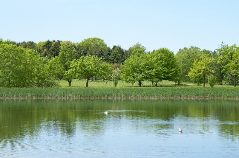 Fresh spring trees growing near a pond