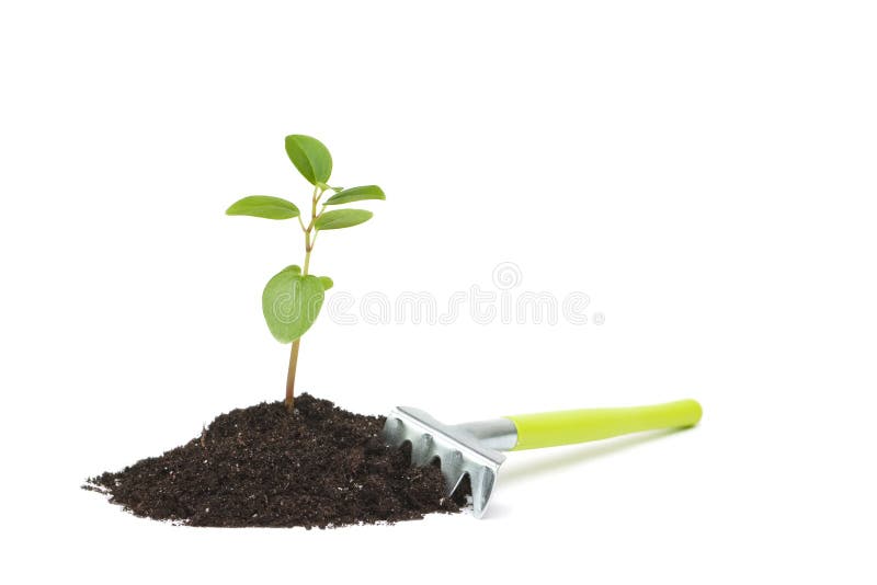 Fresh sprout. stock photo. Image of grow, flourish, botanic 14434926