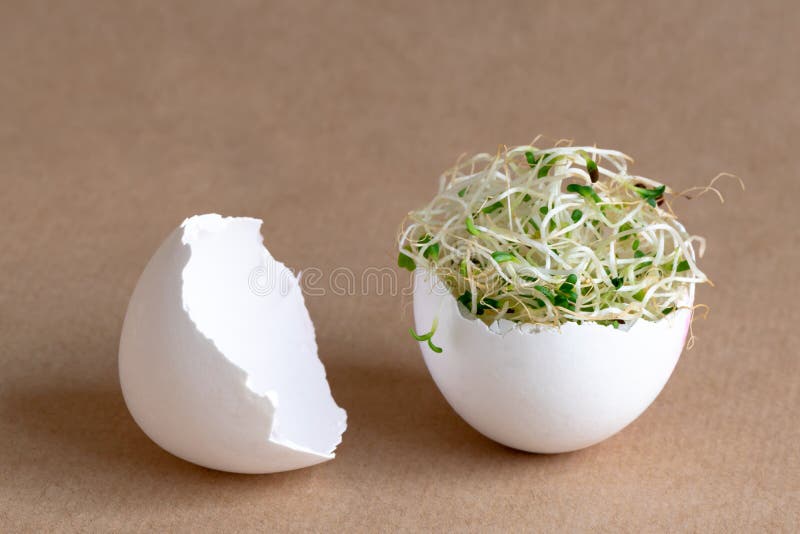 Fresh Alfalfa Sprouts Making a Nest Inside a White Egg Shell Stock
