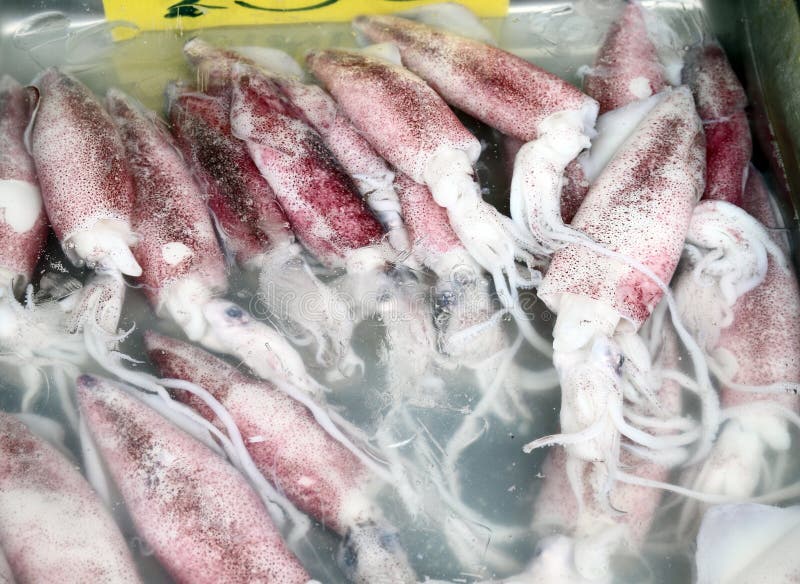 download bubble and squid download bubble and squid