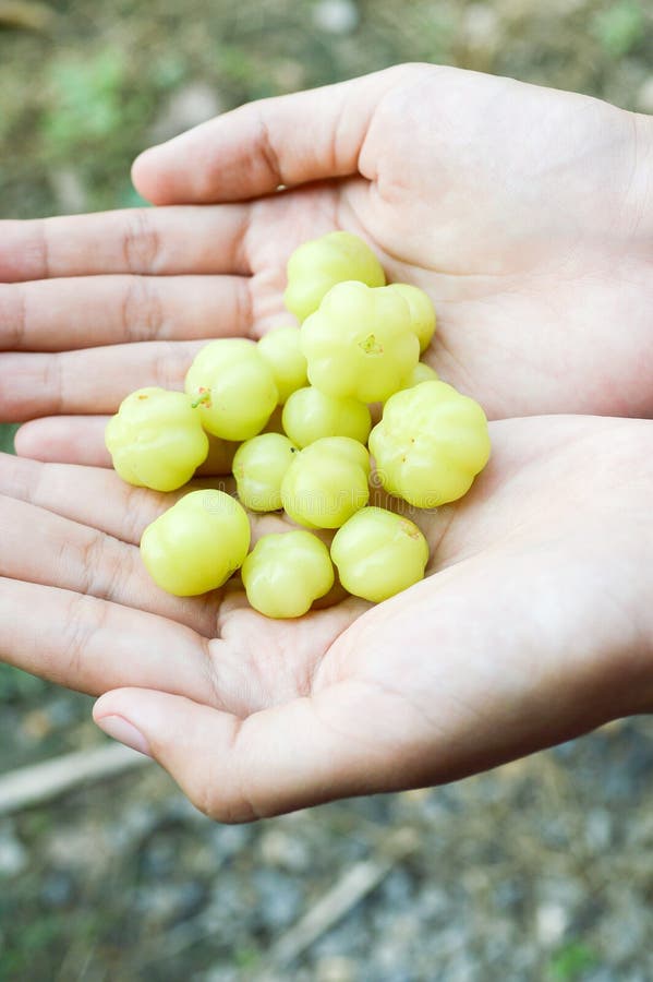 Fresh star gooseberry fruit stock images