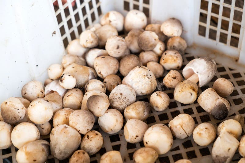 Fresh Straw Mushroom from Farm in the Plastic Basket stock image