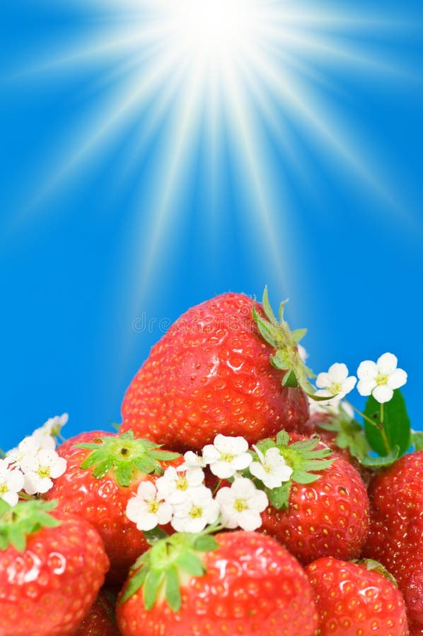 Fresh strawberries