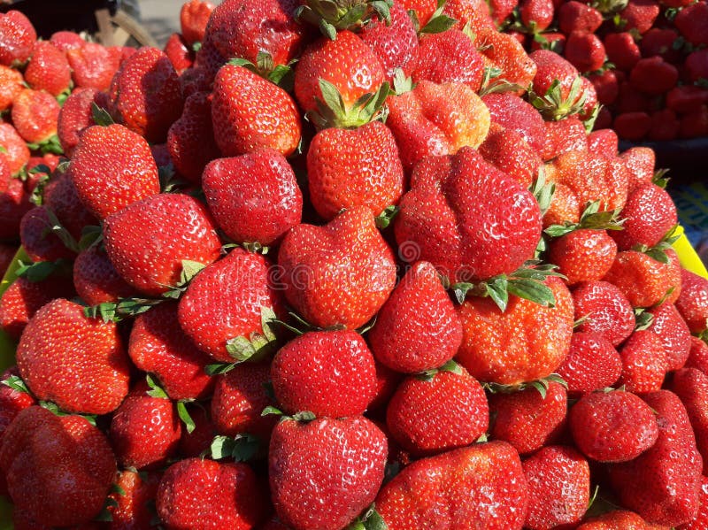 Fresh Strawberries . Fresh, Big Strawberries Stock Photo Image of