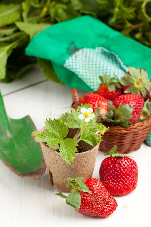 Fresh strawberries and garden tools