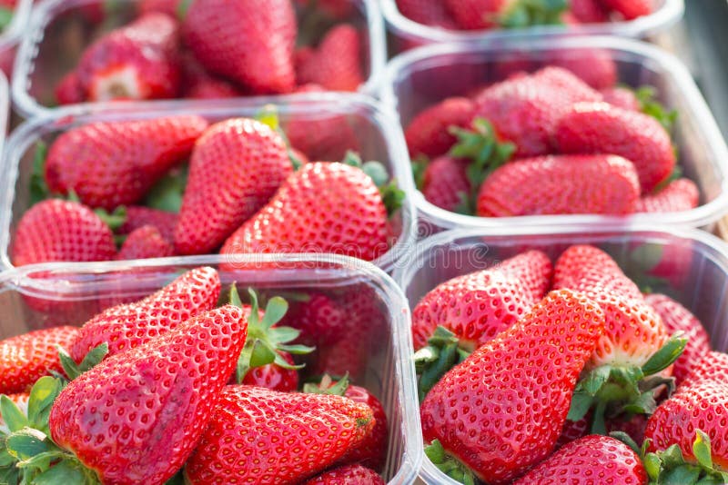 Fresh Strawberries in Plastic Boxes or Baskets at Marketplace. Stock