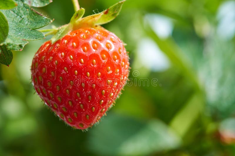 Fresh strawberries