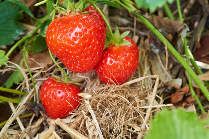 Fresh strawberries