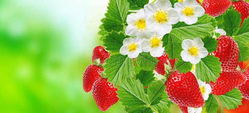 Fresh strawberries in summer season