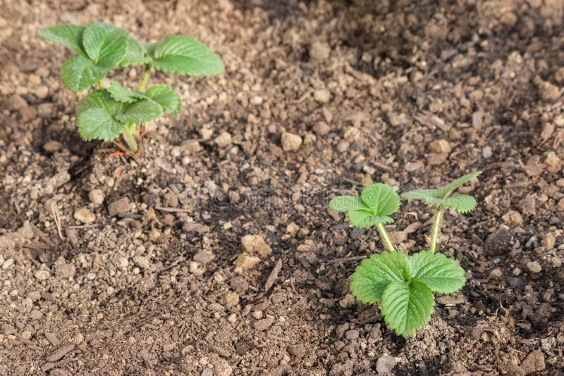 Strawberry Plants with Flowers and Leaves Growing in Garden Stock Photo