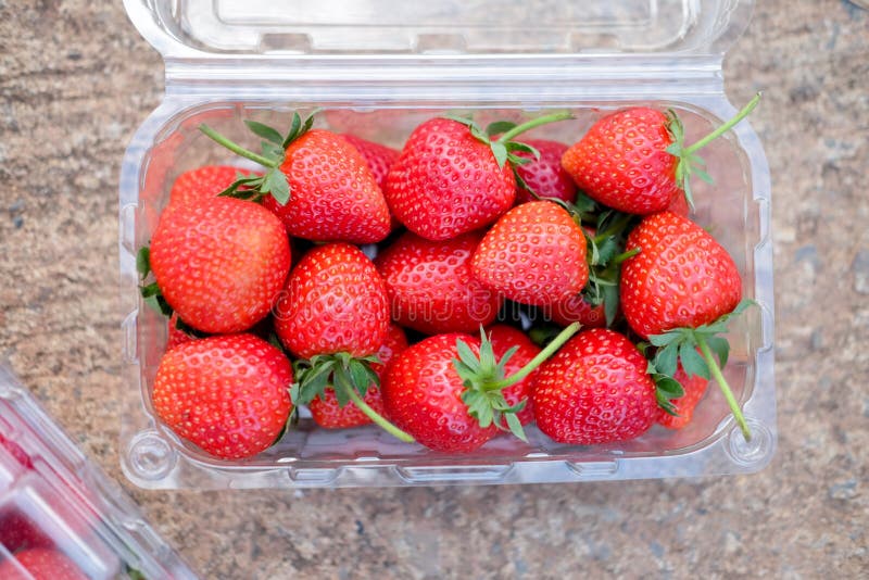 Fresh Strawberry In Plastic Box Packaging Stock Photo - Image of ...