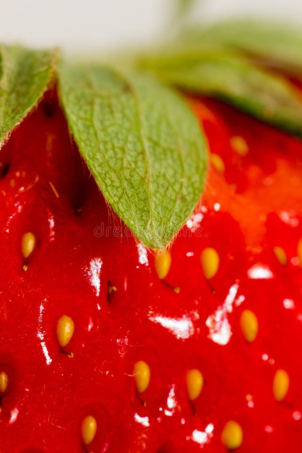 Fresh Strawberry with Sugar Powder Stock Image Image of strawbery