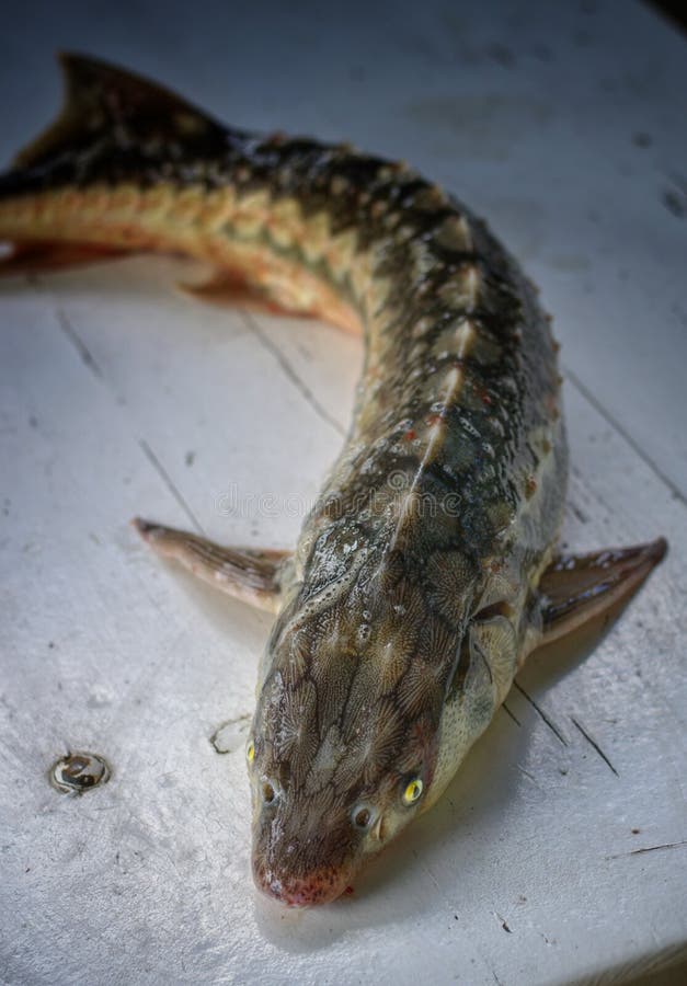 Sturgeon stock image. Image of sturgeon, food, fresh 108516215