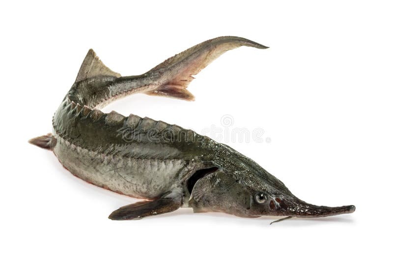 10,589 Sturgeon Fish Stock Photos - Free & Royalty-Free Stock