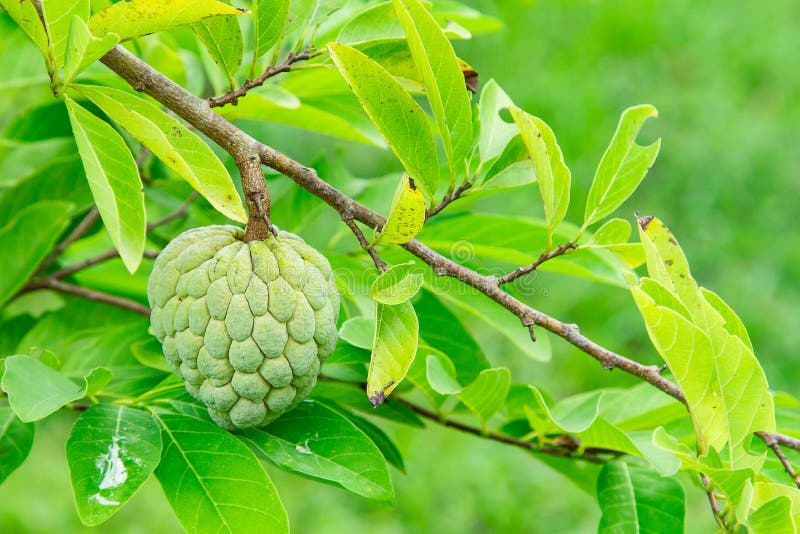 Fresh Sugar Apple on the Tree Stock Photo Image of nutritious, edible