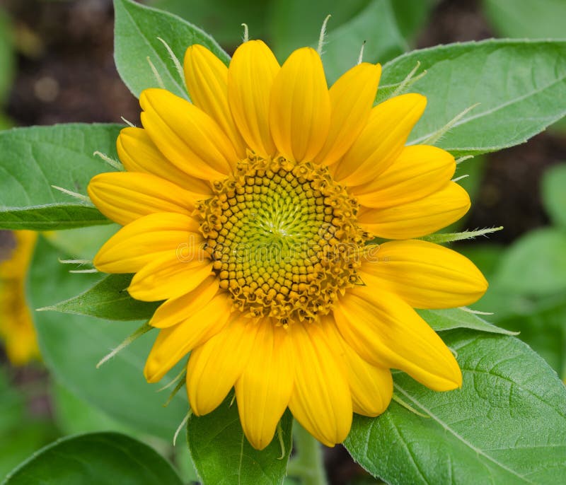 Fresh Sunflower stock photo. Image of world, common, vibrant 43138270