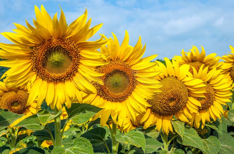 Fresh sunflower stock image. Image of botanical, field 42861259