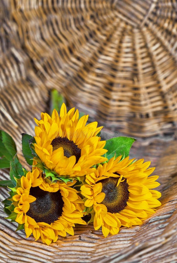 Sunflowers in the basket stock image. Image of yellow 172722089
