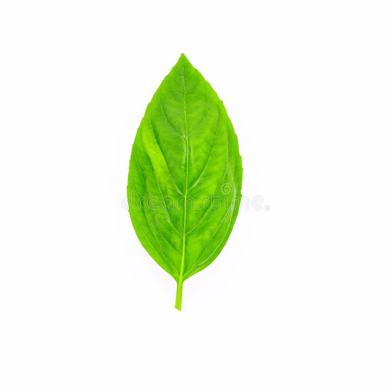 Fresh Sweet Basil Leaves Isolated on White Background. Isolated of