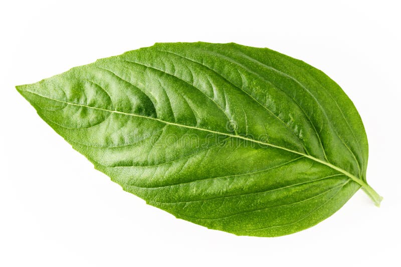 Fresh Sweet Basil Leaves Isolated on White Background. Isolated of
