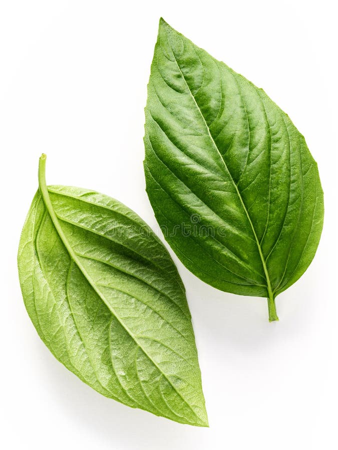 Fresh Sweet Basil Leaves Isolated on White Background. Isolated of
