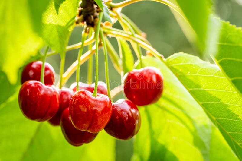 Fresh Sweet Cherries on Tree in Garden Stock Photo Image of summer
