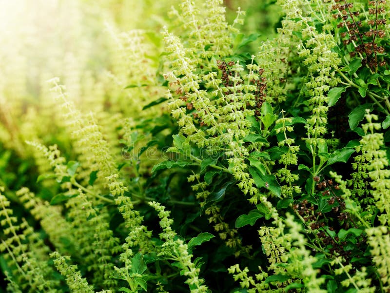 Freah Holy Basil Plant An Isolated Stock Image Image Of Alternative freah-holy-basil-plant-an-isolated-stock-image-image-of-alternative