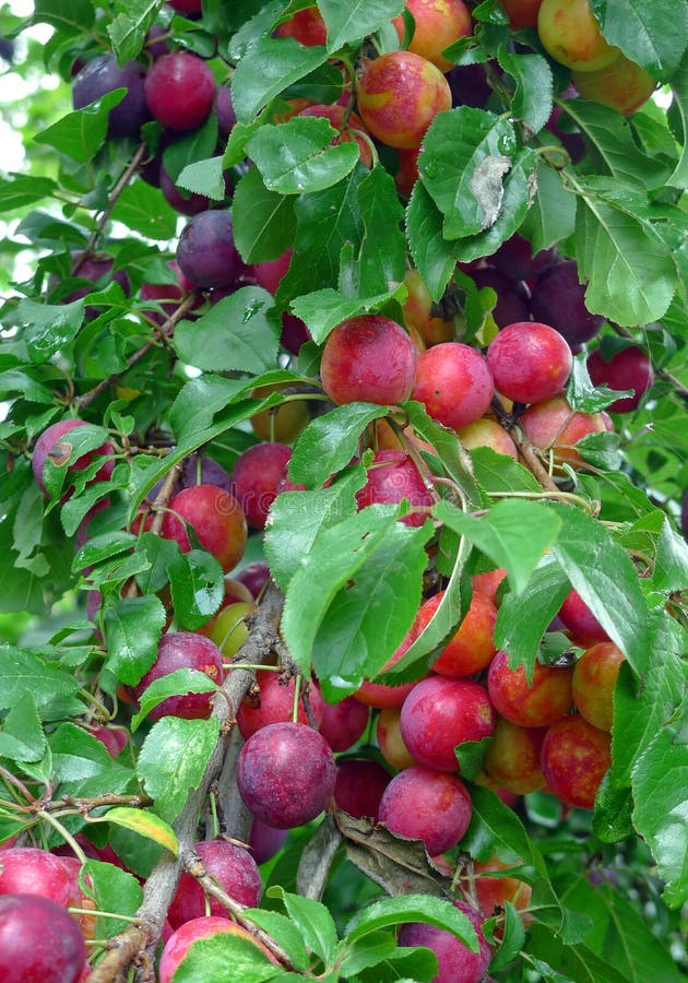 Fresh sweet plums on tree stock photo. Image of diet 10503110