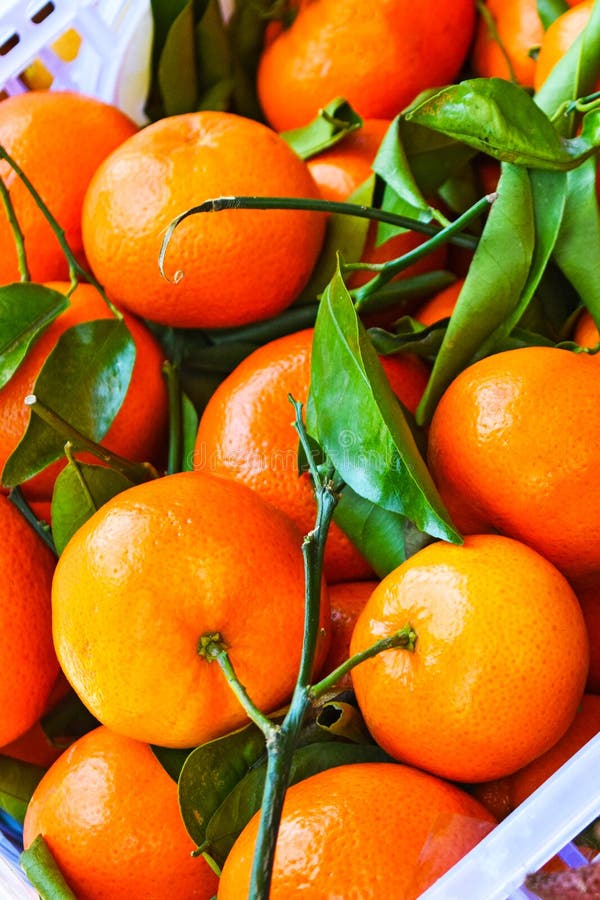algerian tangerine clementine algerian tangerine clementine