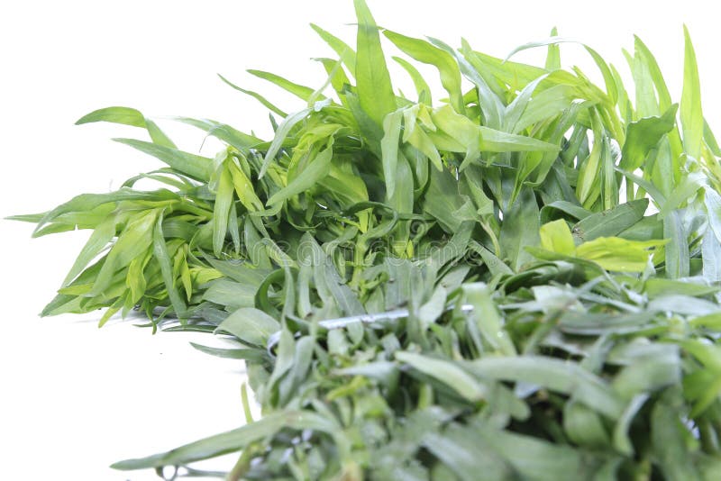 Fresh tarragon herb stock image. Image of aroma, food 71108469