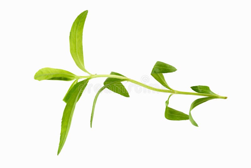 Fresh Tarragon Herbs, Tarragon Herbs Close Up Isolated on White