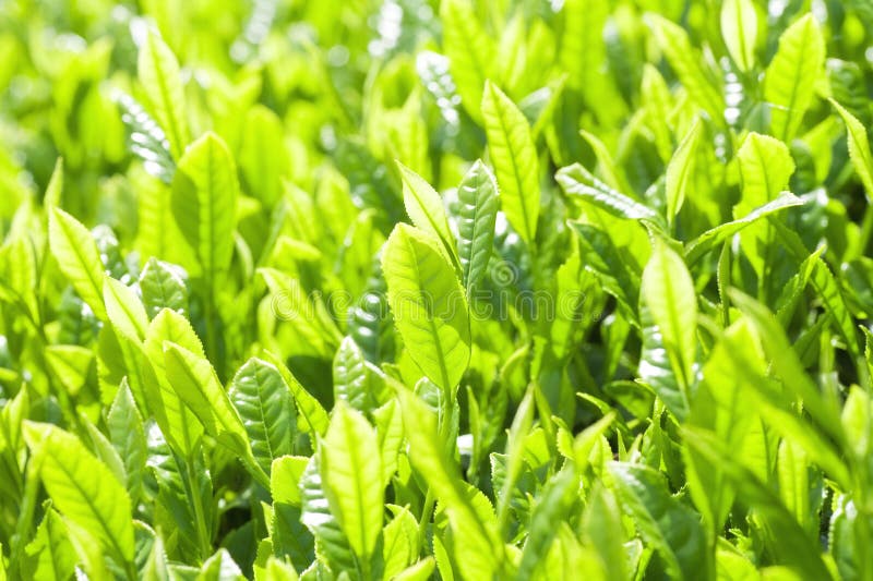 Close up green tea leaves stock image. Image of freshness 37795125