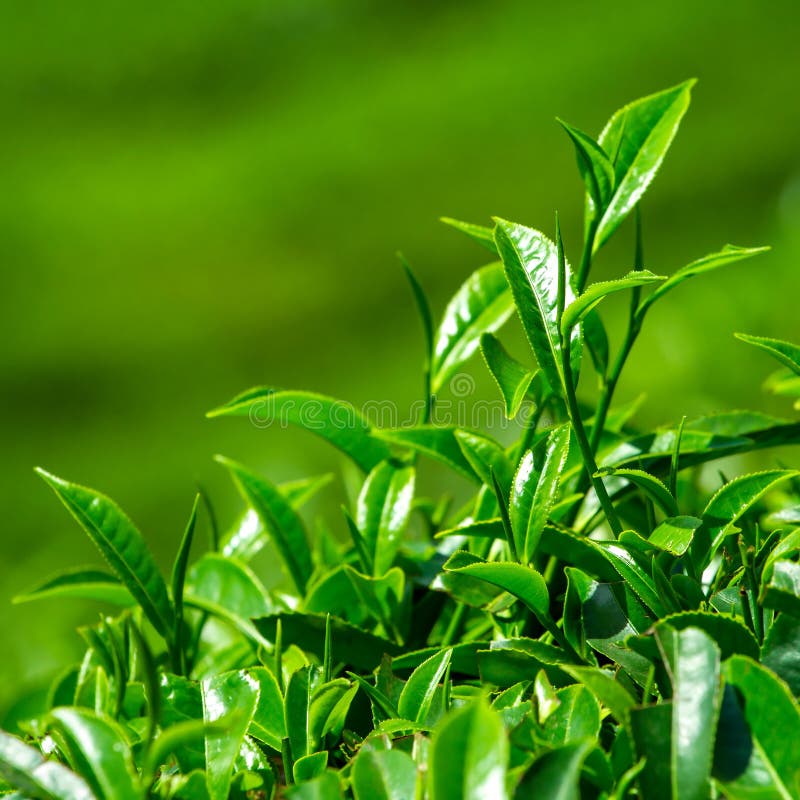 Fresh tea leaves closeup stock photo. Image of agriculture 30861352
