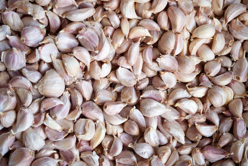 Fresh Garlic Cloves, an Essential Cooking Ingredient. Stock Image